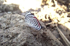Diaethria eluina