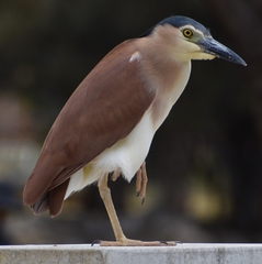 Nycticorax caledonicus