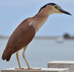 Nycticorax caledonicus