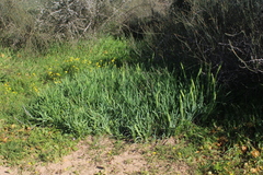 Iris atropurpurea