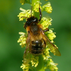 Andrena bicolor