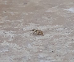 Sitona macularius