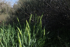 Iris atropurpurea
