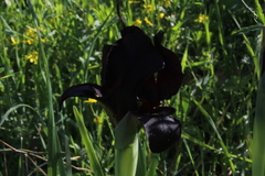Iris atropurpurea
