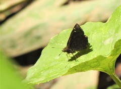 Staphylus ascalon