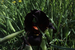 Iris atropurpurea