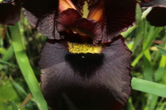 Iris atropurpurea