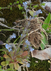 Myosotis stricta