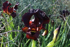 Iris atropurpurea