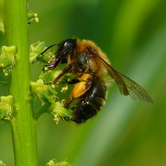Andrena bicolor