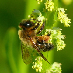 Andrena bicolor