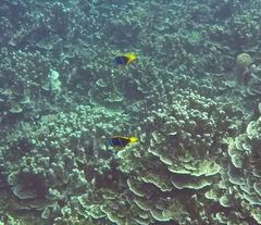 Amphiprion chrysopterus