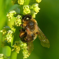 Andrena bicolor