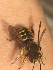 Anthidium manicatum