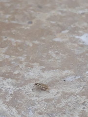 Sitona macularius