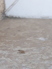 Sitona macularius