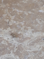 Sitona macularius