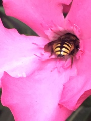 Anthidium manicatum