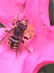 Anthidium manicatum