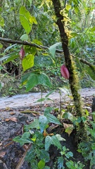 Passiflora capsularis