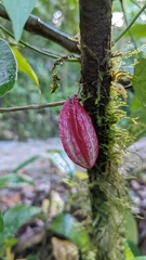Passiflora capsularis