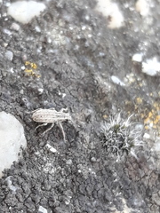 Sitona macularius