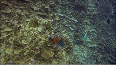 Amphiprion chrysopterus