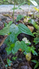 Passiflora capsularis