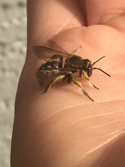 Anthidium manicatum