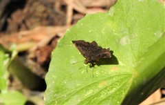 Staphylus ascalon