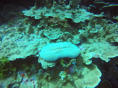 Amphiprion chrysopterus