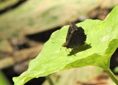 Staphylus ascalon