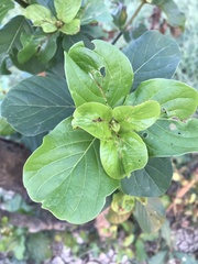 Mitragyna diversifolia