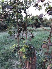 Mitragyna diversifolia