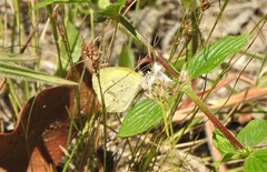 Eurema elathea