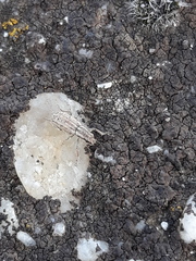 Sitona macularius