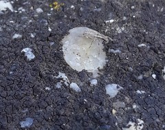Sitona macularius