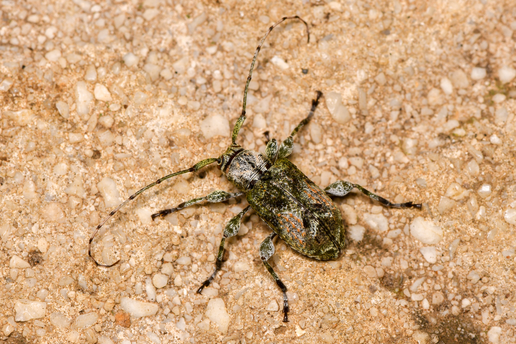 Leptostylus cineraceus