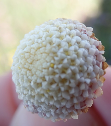Image of Cotula nudicaulis by no rights reserved