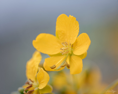 Senna birostris