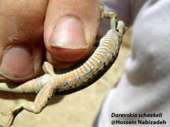 Darevskia schaekeli