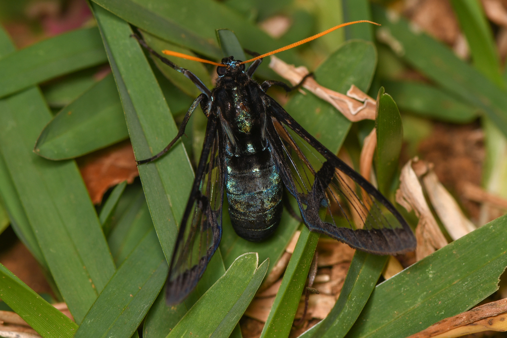 Nyridela xanthocera