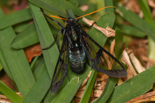 Nyridela xanthocera