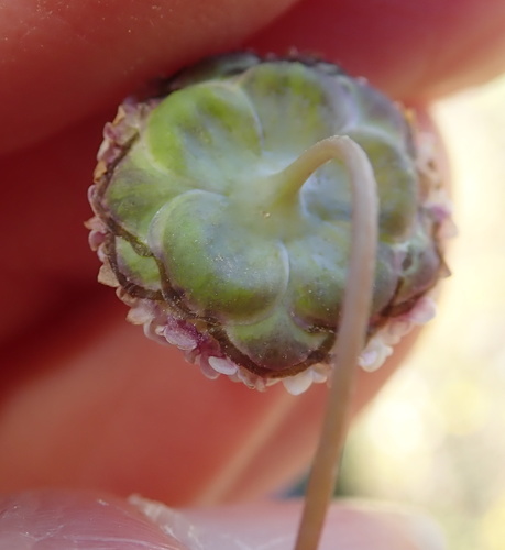 Image of Cotula nudicaulis by no rights reserved
