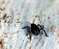 Poecilometis strigatus