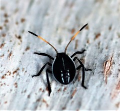 Poecilometis strigatus