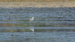 Charadrius dealbatus