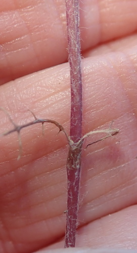 Image of Cotula nudicaulis by no rights reserved