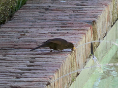Turdus merula