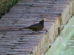 Turdus merula